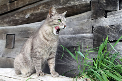 Cat yawning while sitting on log