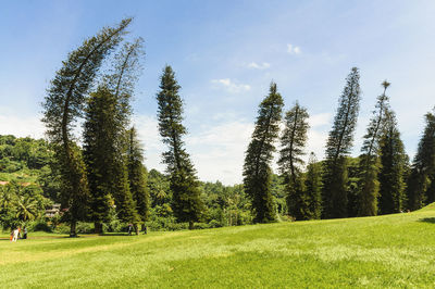 Trees on grassy field