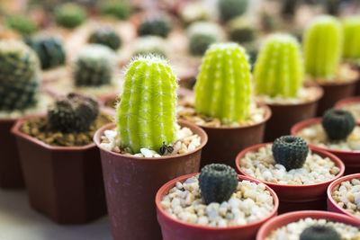 Close-up of cactus