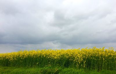 Scenic view of field against cloudy sky