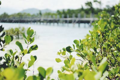 Close-up of fresh green plants in lake