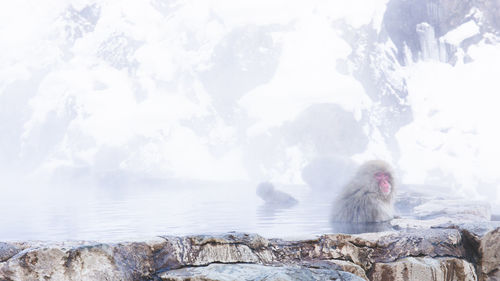 High angle view of monkey on rock at snow