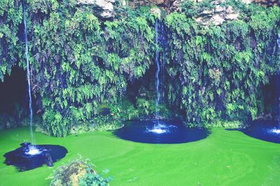 Scenic view of waterfall in forest