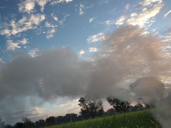 Low angle view of trees on field against sky
