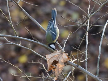 Close-up of bird perching on branch