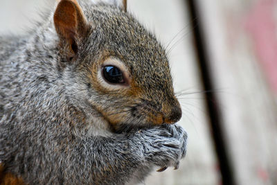 Close-up of grey squirrel