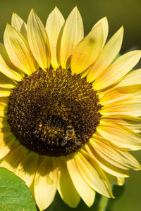 Close-up of sunflower