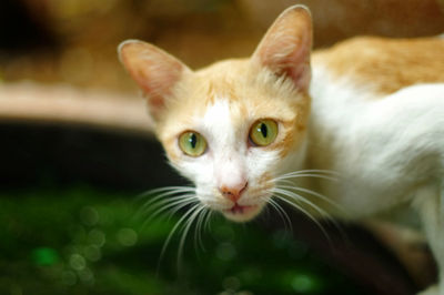 Close-up portrait of cat