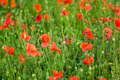 Close-up of red poppy flowers in field