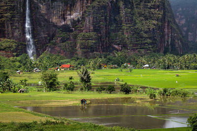 Scenic view of trees on land