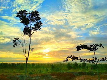 Trees on field against sky during sunset