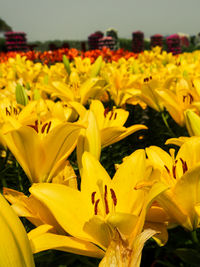 Close-up of yellow flowering plants