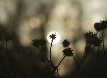 Close-up of plant against blurred background