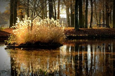 Scenic view of lake in forest