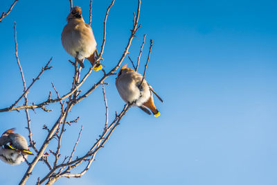 Low angle view of birds perching on branch against blue sky