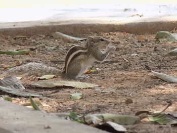 Close-up of squirrel on field