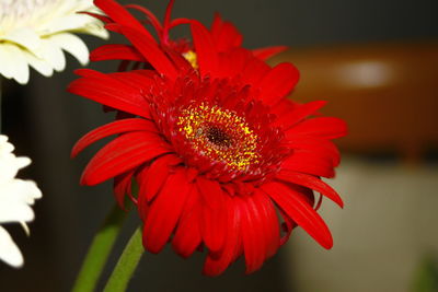 Close-up of red flower blooming outdoors