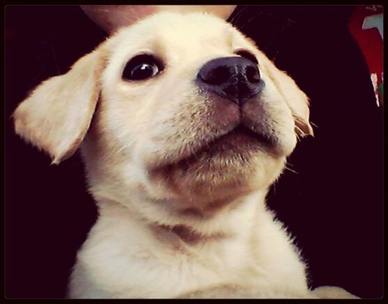 one animal, pets, animal themes, dog, domestic animals, transfer print, indoors, mammal, animal head, close-up, auto post production filter, animal body part, looking away, snout, portrait, zoology, no people, animal eye, vertebrate