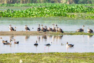 Ducks in a lake
