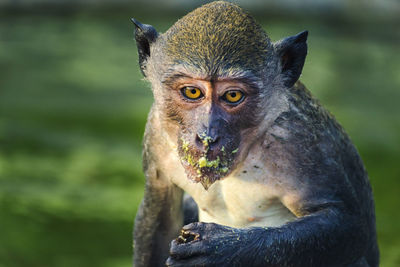 Close-up portrait of monkey