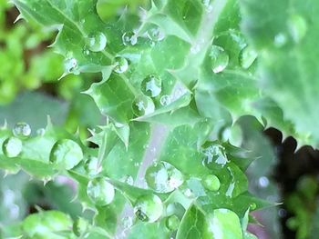 Full frame shot of green leaves