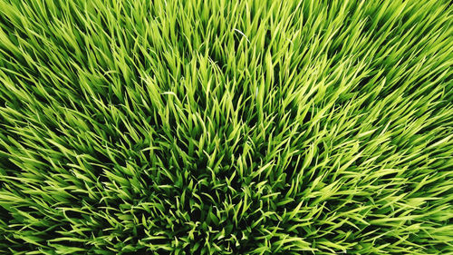 Full frame shot of plants growing on field