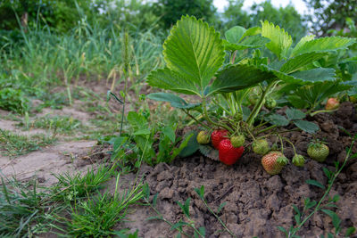 Red berries growing on field