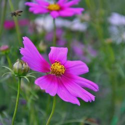 Close-up of purple cosmos flower blooming outdoors