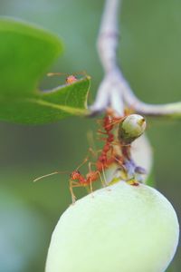 Close-up of ant on leaf