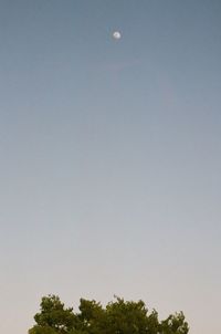 Low angle view of trees against clear sky