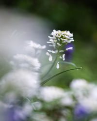 Close-up of white flowering plant