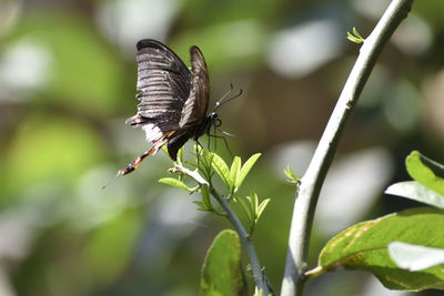 Close-up of butterfly on leaf