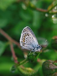 Close-up of butterfly on flower