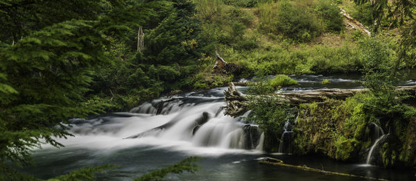 Stream flowing through rocks in forest