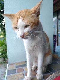 Close-up of a cat looking away