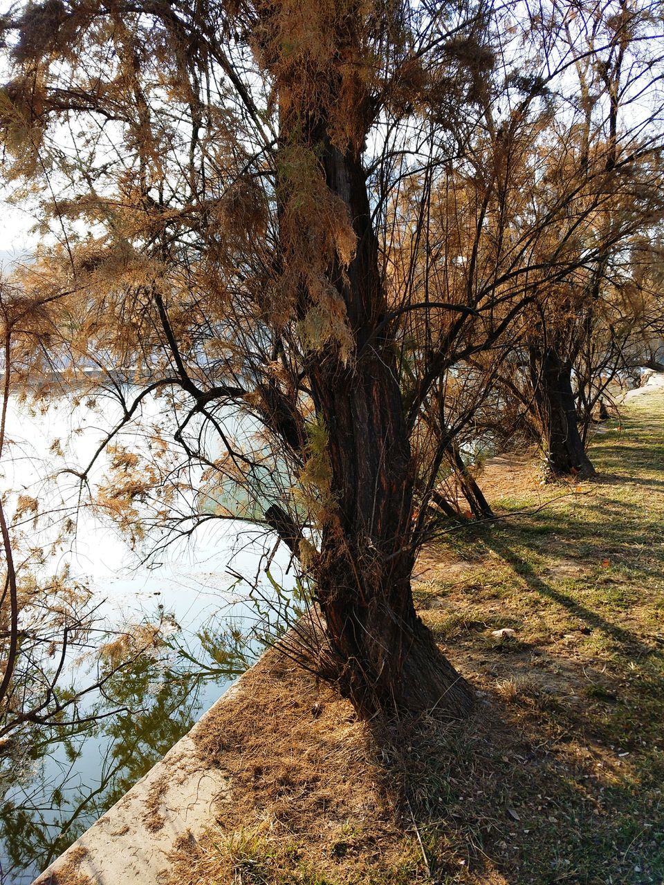 tree, nature, tranquil scene, day, tranquility, beauty in nature, branch, tree trunk, outdoors, no people, scenics, autumn, forest, landscape, bare tree, sky