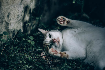 Cat relaxing on field