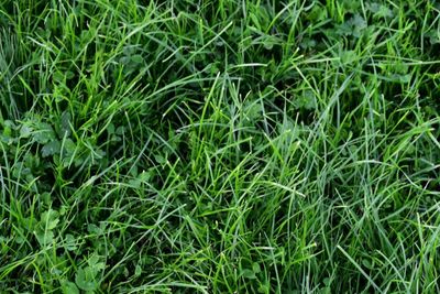 Full frame shot of green grass