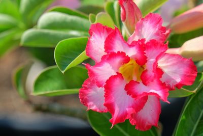 Close-up of pink flowers