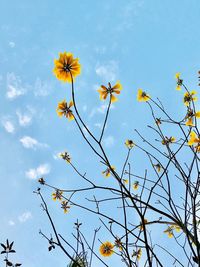 Low angle view of flowers blooming on tree against sky