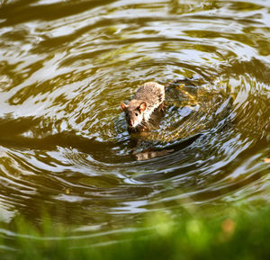 Rat standing in water