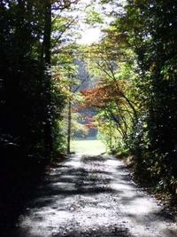 Road amidst trees during autumn