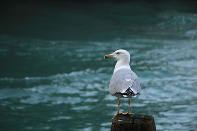 Close-up of bird perching on lake