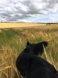 Scenic view of grassy field against cloudy sky