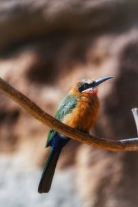 Close-up of bird perching on branch