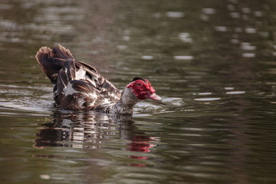 Large older male muscovy duck cairina moschata in a pond in naples, florida in summer.