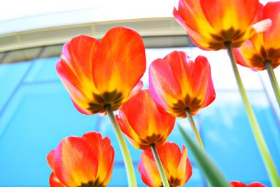 Close-up of red tulips