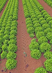 High angle view of fresh green field