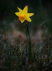 Close-up of yellow flower in field