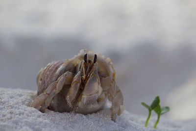 Close-up of crab on beach